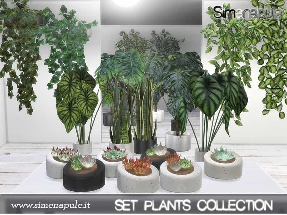 Plants Collection
