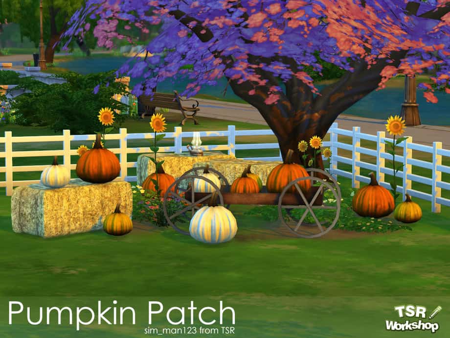 Pumpkin Patch